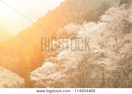 Cherry blossom scenery with beautiful sakura at Oku-Senbon of Yoshino, Nara, Japan, Asia.