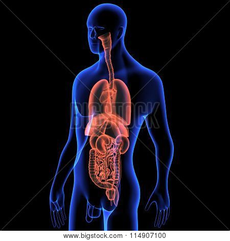 human body organes