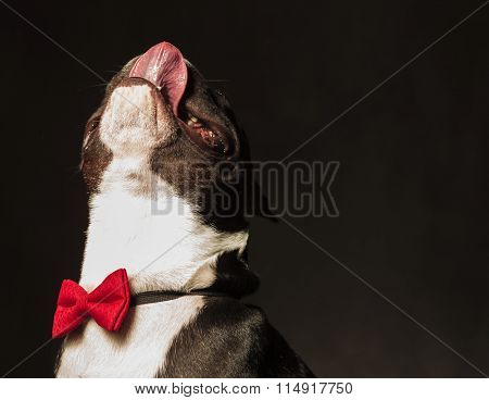 closeup picture of an adorable french bulldog puppy licking his nose standing with head up, wearing bow tie instudio
