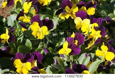 Viola tricolor flowers