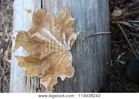 frozen leaves on the wood