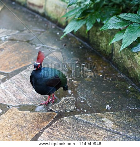 Crested Partridge