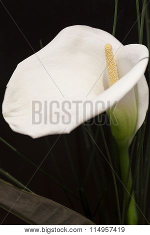 White Calla Lili In Front Of Black Background Macro Detail