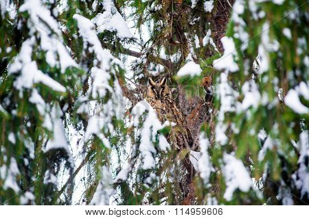 long-eared owl in the tree
