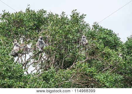 Tufted Grey Langurs In Yala, Sri Lanka
