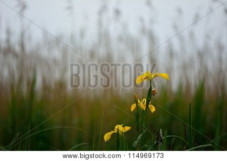 Yellow iris (Iris pseudacorus) in flower in front of reeds