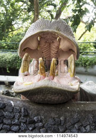 Big Hippopotamus Hippo Mammal Feed  Concept