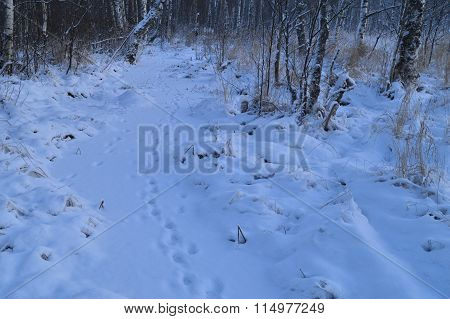 Nature Winter Forest Animal Tracks In The Fresh Snow White