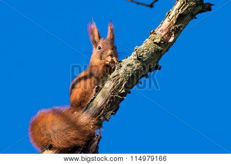 Squirrel eating