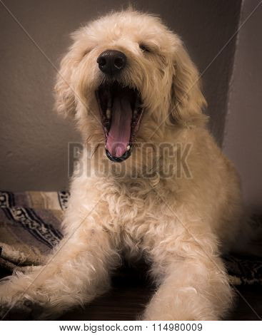Gotta Yawn!