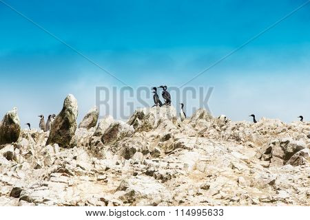 Seabirds on the rockface in the Ballestas island, natural park. Peru