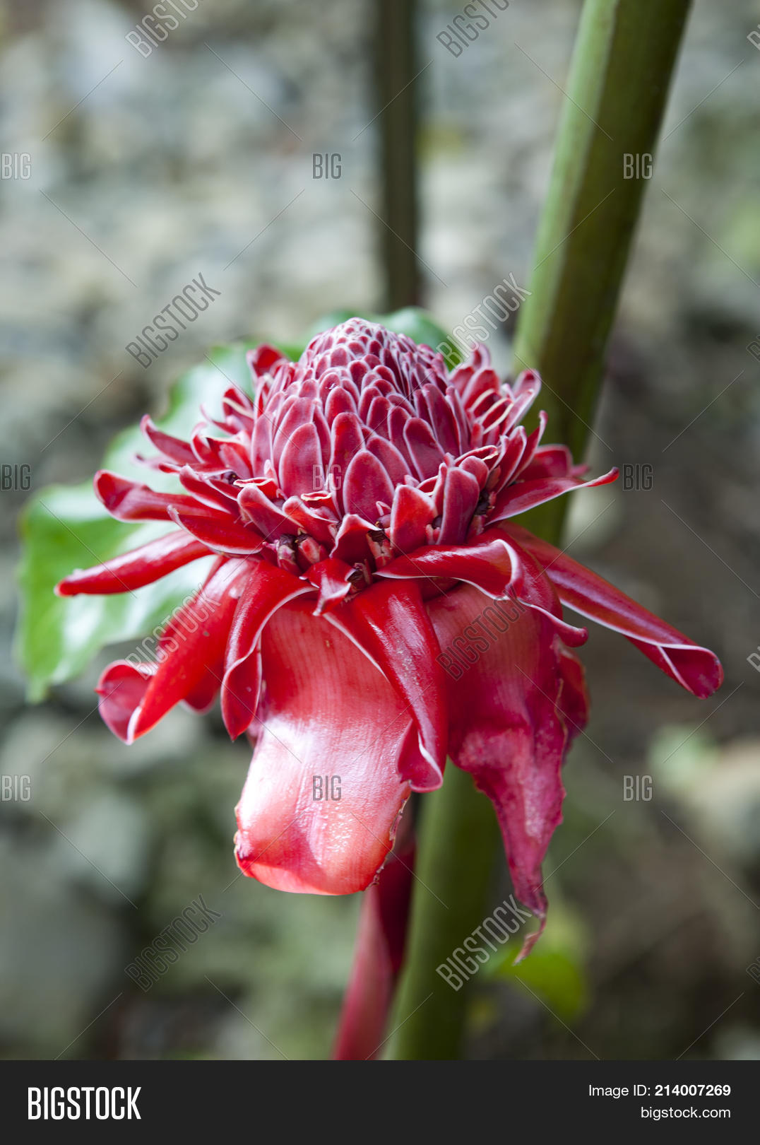 Close Torch Ginger ( Image & Photo (Free Trial) Bigstock