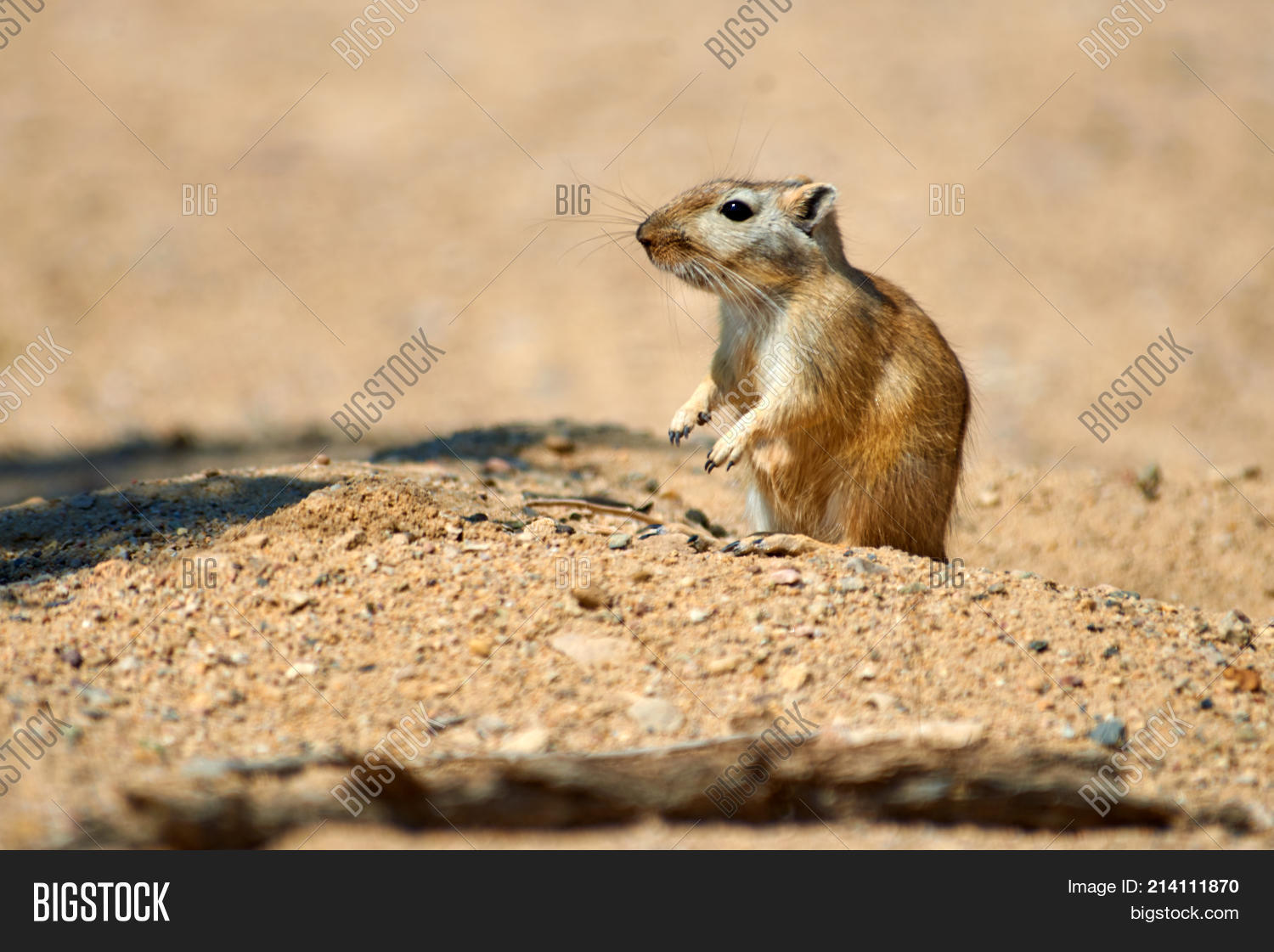 Great Gerbil ( Image & Photo (Free Trial) Bigstock