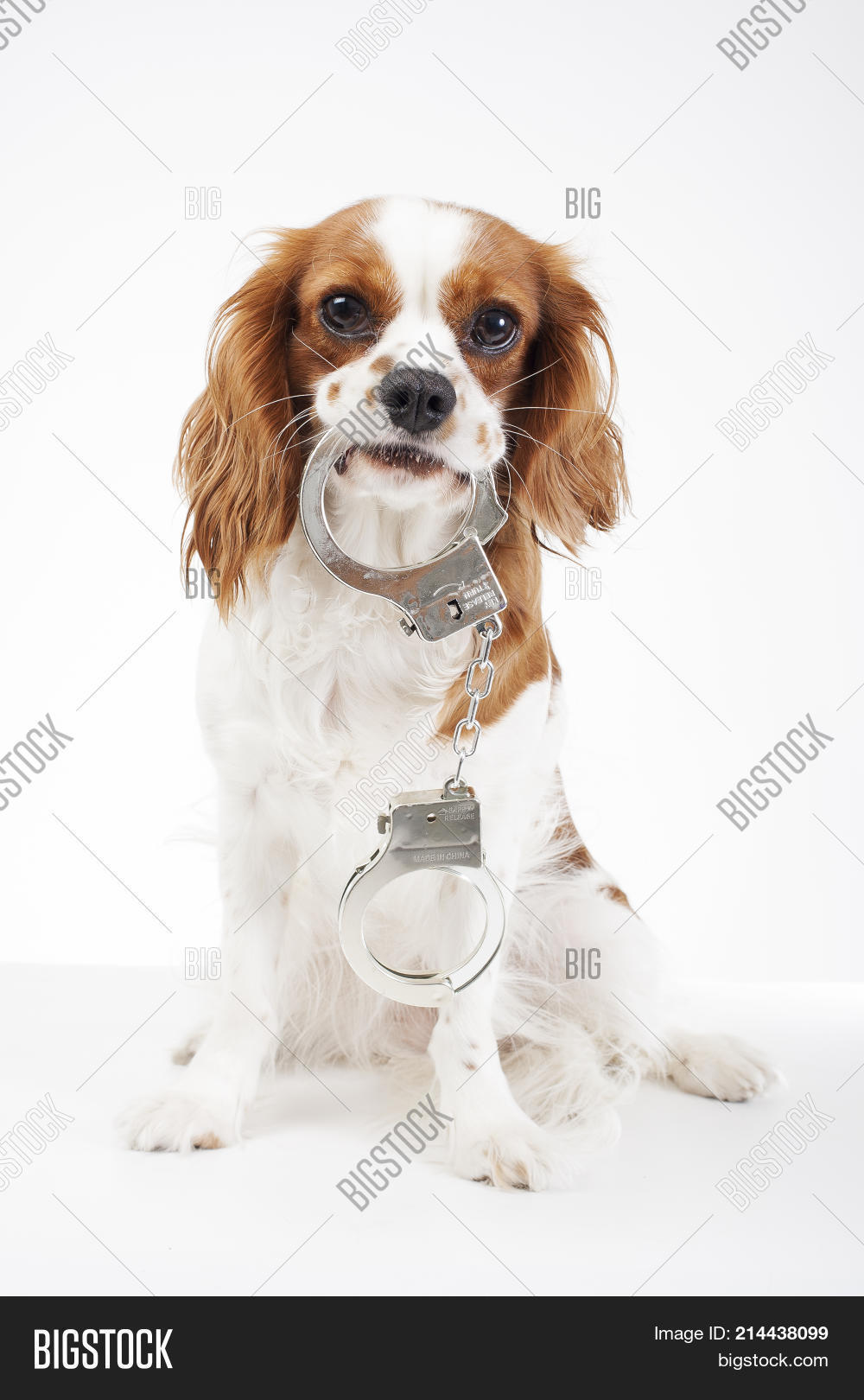 Dog Handcuffs. Image & Photo (Free Trial) Bigstock