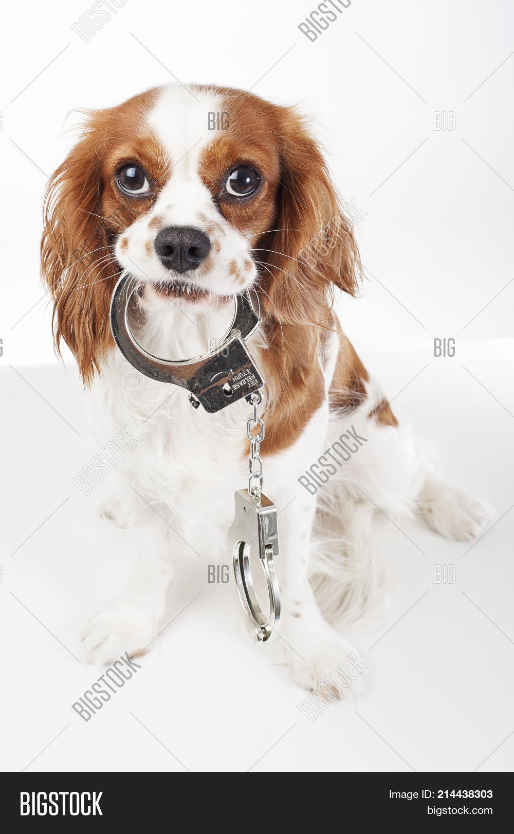 Dog Handcuffs. Image & Photo (Free Trial) Bigstock