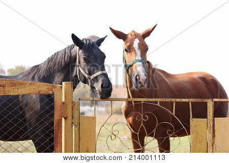 Two fine horses, brown and black, stand on the fence near the gate. Outdoors.