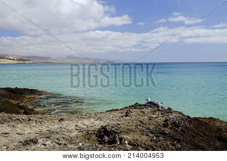 View on the blue ocean and a gull on the rock. Costa Calma beach Fuerteventura Spain.