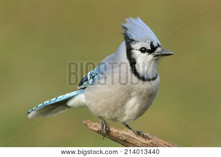 Blue Jay (corvid cyanocitta) with a green background