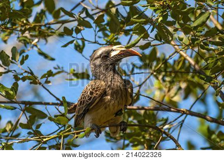 African Grey Hornbill bird on a tree (Tockus nasutus)