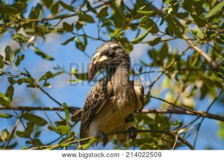 African Grey Hornbill bird on a tree (Tockus nasutus)