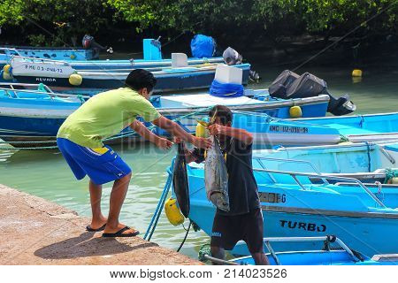 Santa Cruz Island, Ecuador - April 23: Unidentified Men Unload Tuna At The Fish Market At Puerto Ayo