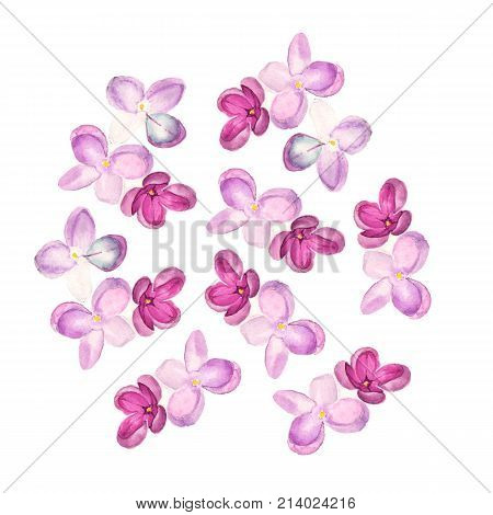 Watercolor illustration of lilac syringa on white background