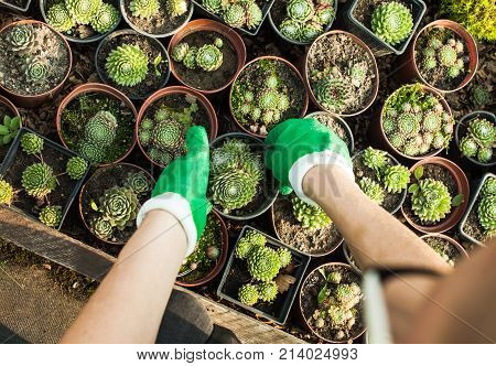 Group of various succulents in pots. Garden market top view