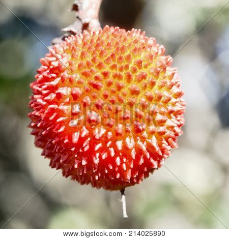 In Front Of An Apple Cain