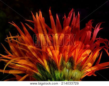 Colorful abstract orange Gerbera flower with a balloon pattern and a black background and space for text.
