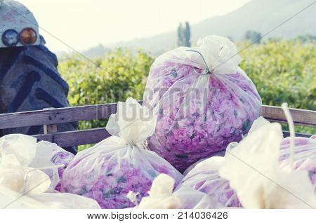 Rose Picking Truck Plastic Bag Agronomy Pink