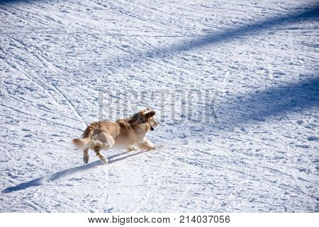 Dog Playing With The Ball In The Snow