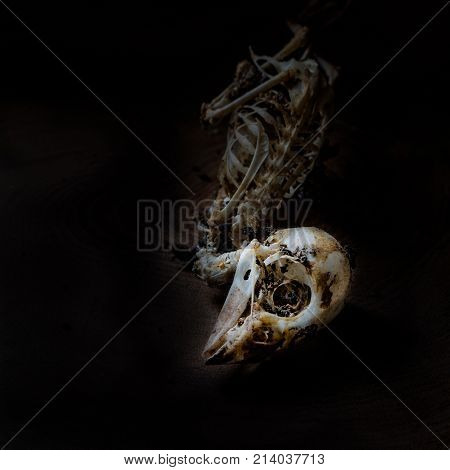 Closeup of sparrow skull in dark .