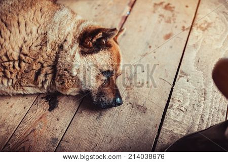 Old Dog Sleeping On Floor