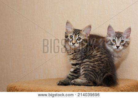 Two cute little kitten Bobtail. Pets. Hypoallergenic cat breed. Portrait of a tabby cat.