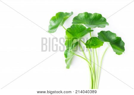 Closeup leaf of Gotu kola Asiatic pennywort Indian pennywort on white background with water drop herb and medical concept selective focus