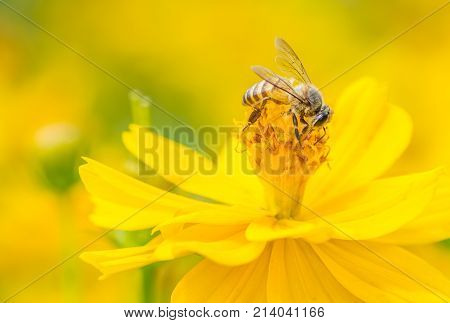 Macro Bee On Yellow Wild Flower. Yellow Golden Tone Image.