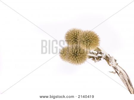Thistle