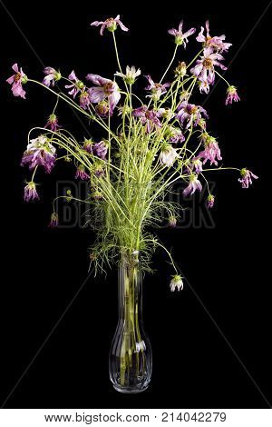 Dying pink and purple cosmos flowers in a vase on black background