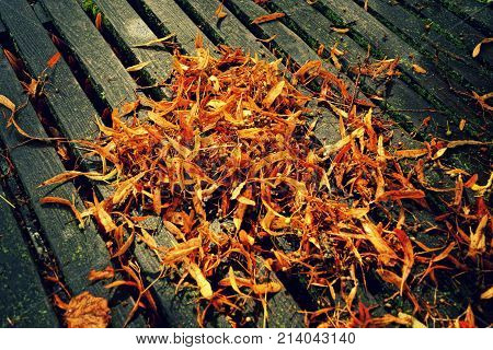 dry leaves on a wooden path in autumn