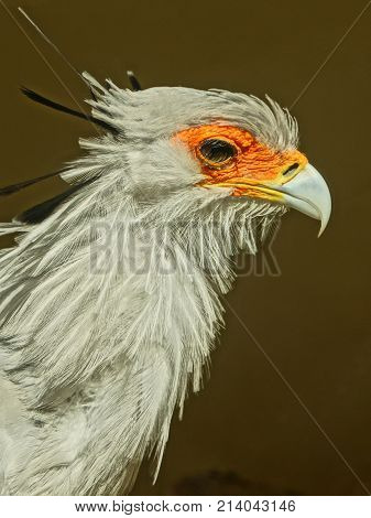 colorful portrait of a beautiful bird secretary
