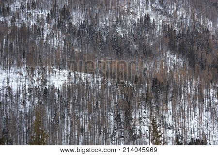 View of the winter forest in the High Tatras mountains from a ski and hiking Hrebienok (altitude 1285 m.) resort located in the Tatra National park. Slovakia.