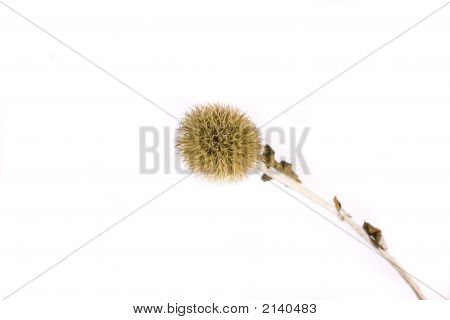 Thistle