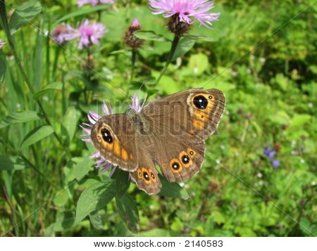 Papillon