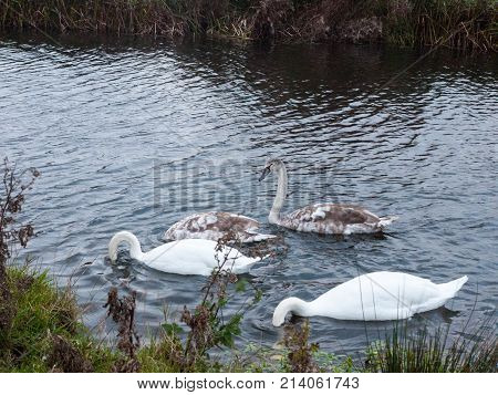 Beautiful View Of Family Of White Mute Swans And Cygnets Lake
