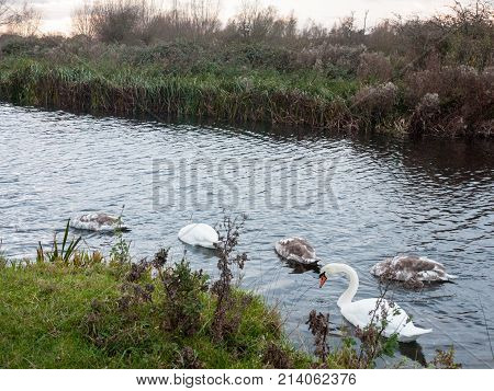 Beautiful View Of Family Of White Mute Swans And Cygnets Lake