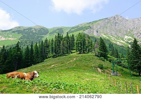 Landscape of Veitsch Austria in summer time