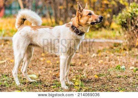 huski and german shepherd mixed breed dog in the park looking attentively