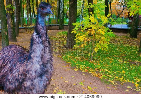 beautiful big bird Australian ostrich emus in the autumn season