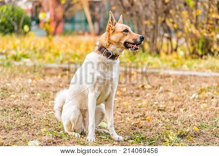 huski and german shepherd mixed breed dog in the park looking attentively