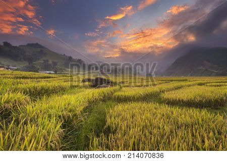 Aerial View Of Rice Field On Terraced Of Mu Cang Chai, Rice Fields Prepare The Harvest At Northwest